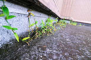 屋上部分の草と苔写真